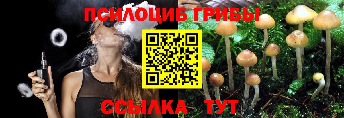 Галлюциногенные грибы Psilocybe Ленинск-Кузнецкий